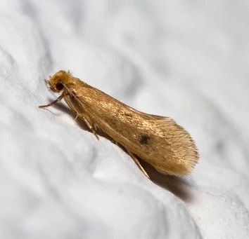 Common Clothes Moth– Identification, Life Cycle, Facts & Pictures